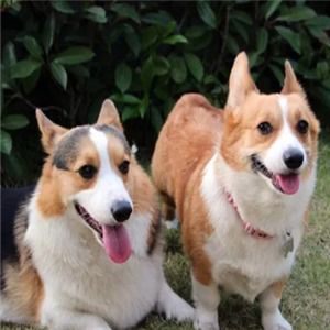 皇優(yōu)寵物加盟店 專業(yè)寵物服務(wù)，打造愛寵溫馨家園