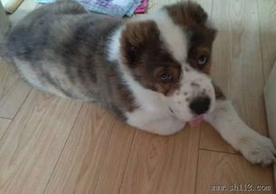 專業(yè)寵物寄養(yǎng)服務(wù) Amy寵物，全市接送無憂