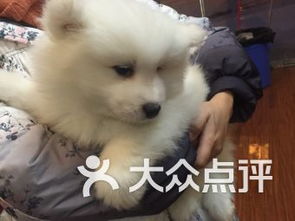 成都雙楠寵物服務(wù) 關(guān)愛寵物，呵護(hù)家庭伙伴