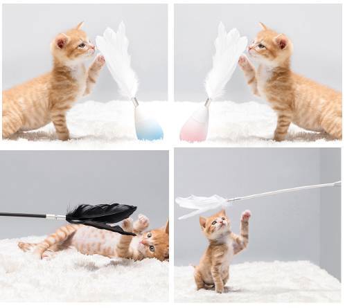 寵物用品品牌pidan完成數(shù)千萬元A輪融資，加速寵物服務(wù)生態(tài)布局